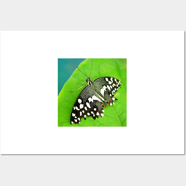 Spotted Butterfly Wall Art by Scubagirlamy